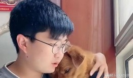 黑心宠物爆料视频大全集,视频大全集深度剖析